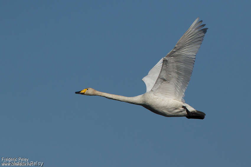 Cygne chanteuradulte, Vol