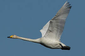 Whooper Swan