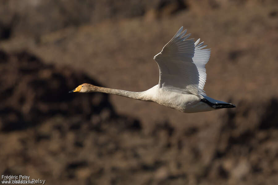 Cygne chanteurimmature, Vol