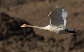 Whooper Swan