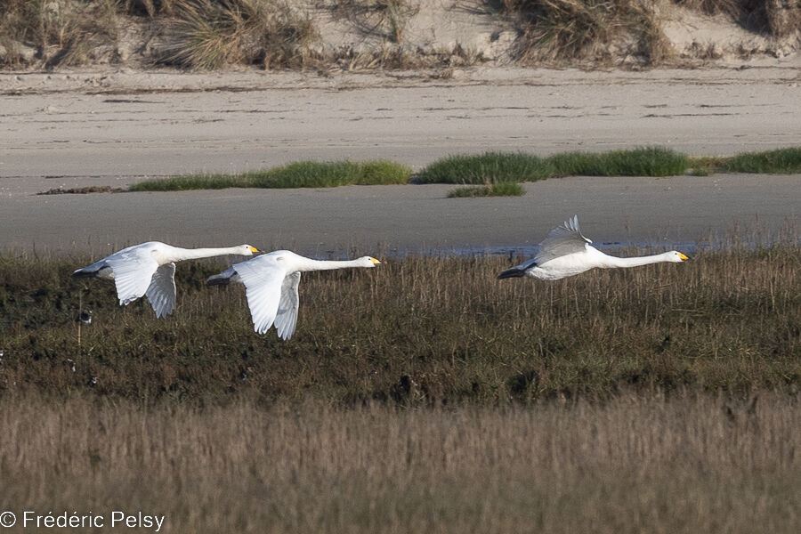 Cygne chanteur