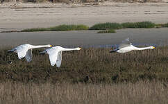 Cygne chanteur