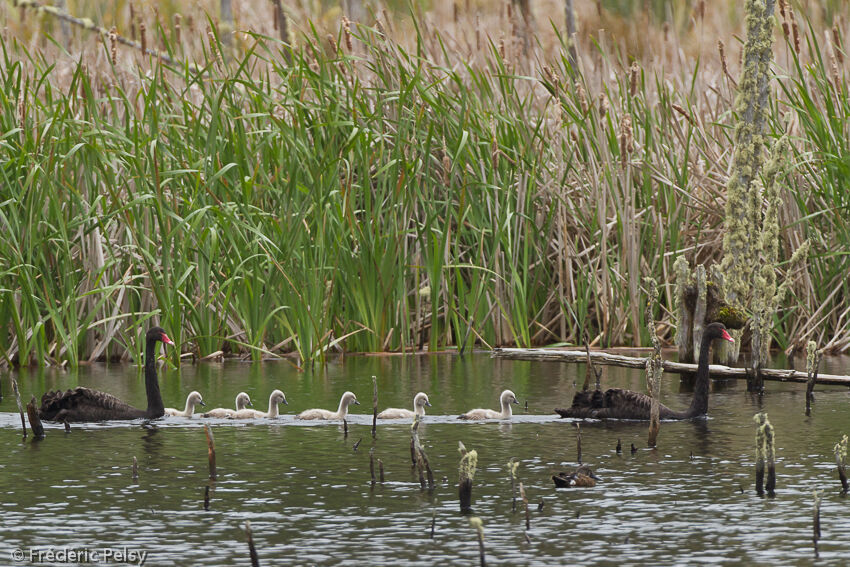 Cygne noir adulte