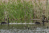 Cygne noir