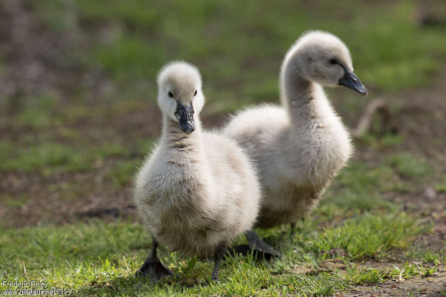 Cygne noirPoussin, identification