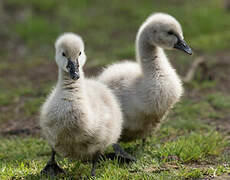 Cygne noir