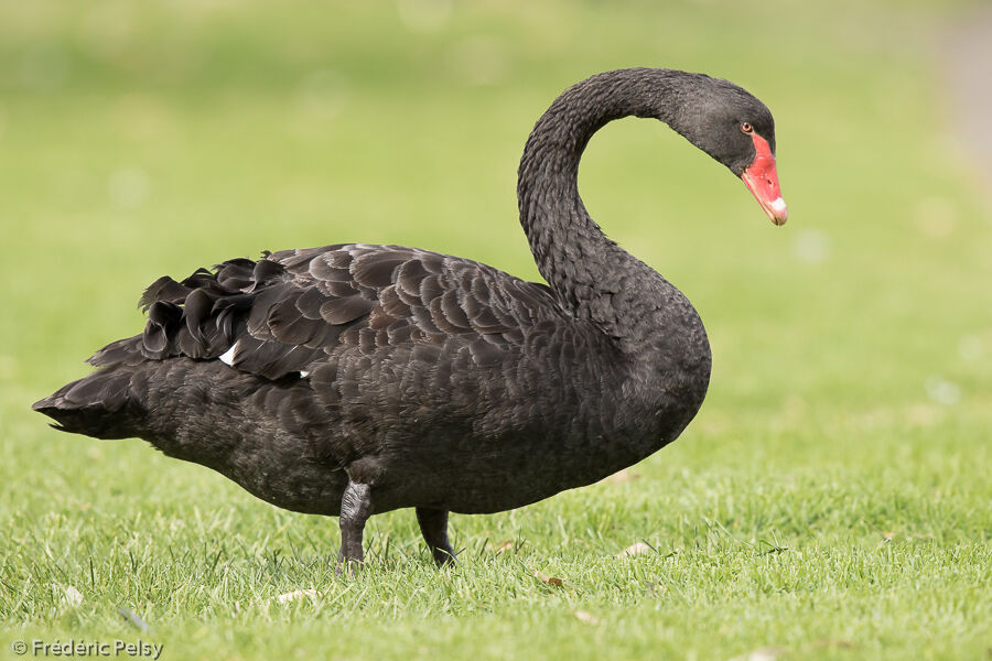 Cygne noiradulte