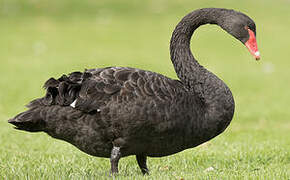 Black Swan