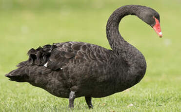 Cygne noir