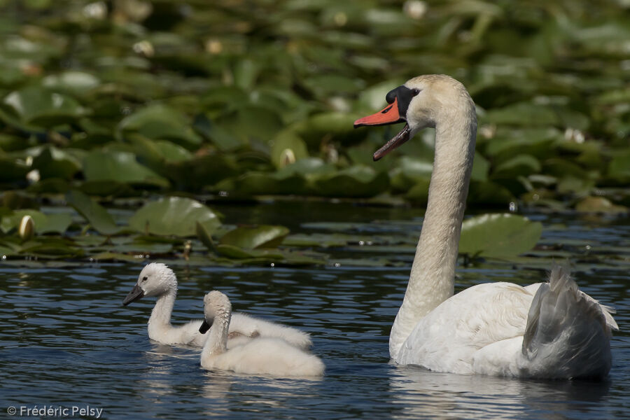 Cygne tuberculé