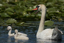 Mute Swan