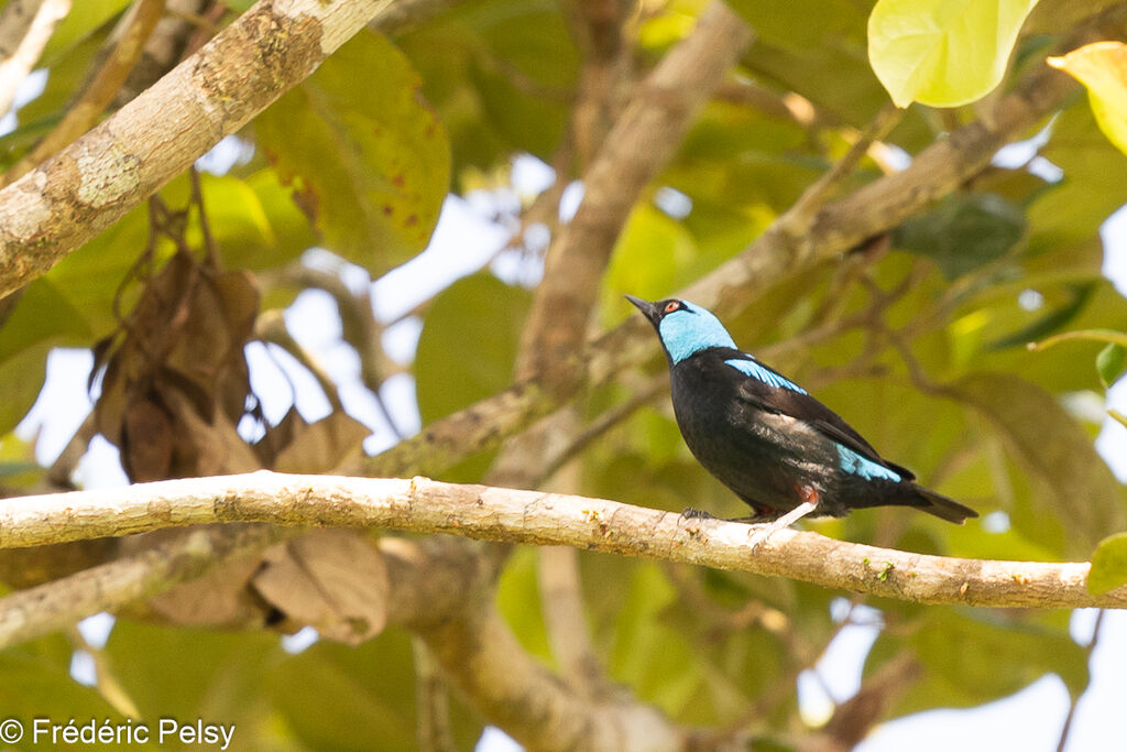 Scarlet-thighed Dacnis male