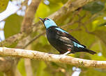 Dacnis à cuisses rouges