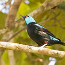 Dacnis à cuisses rouges