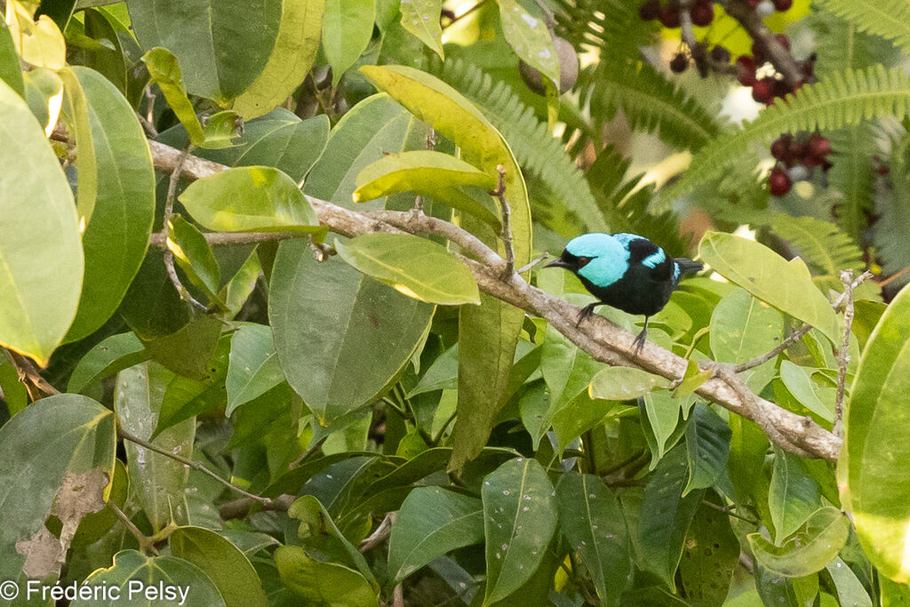 Dacnis à cuisses rouges