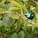 Dacnis à cuisses rouges