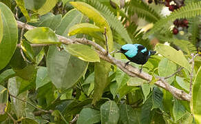 Scarlet-thighed Dacnis