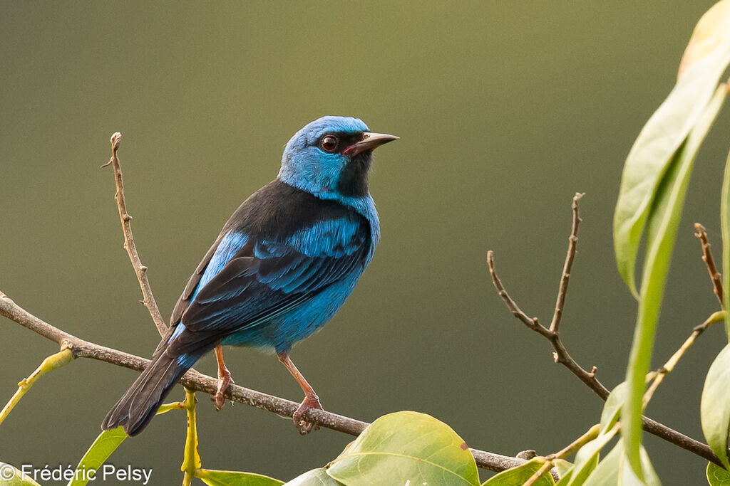 Dacnis bleu mâle