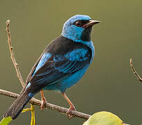 Dacnis bleu