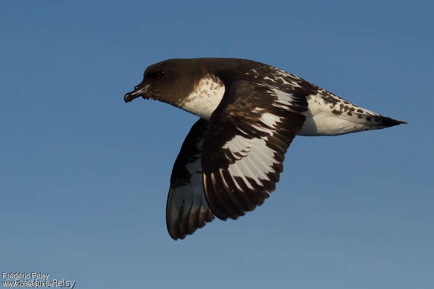 Cape Petreladult, identification