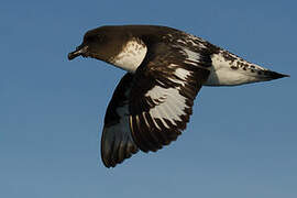 Cape Petrel