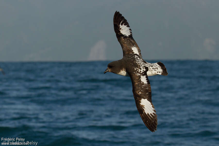 Cape Petreladult, pigmentation, Flight