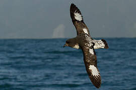 Cape Petrel