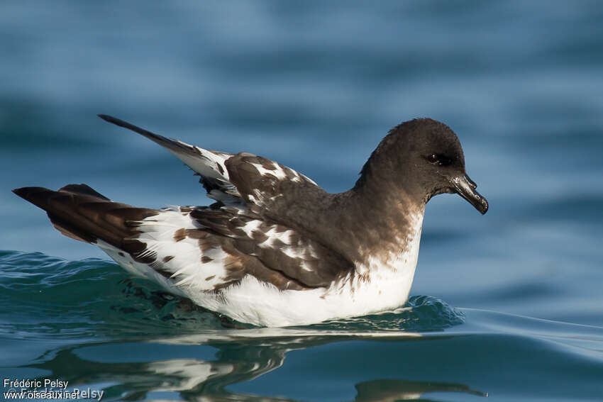 Cape Petreladult, identification, Behaviour