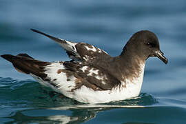 Cape Petrel