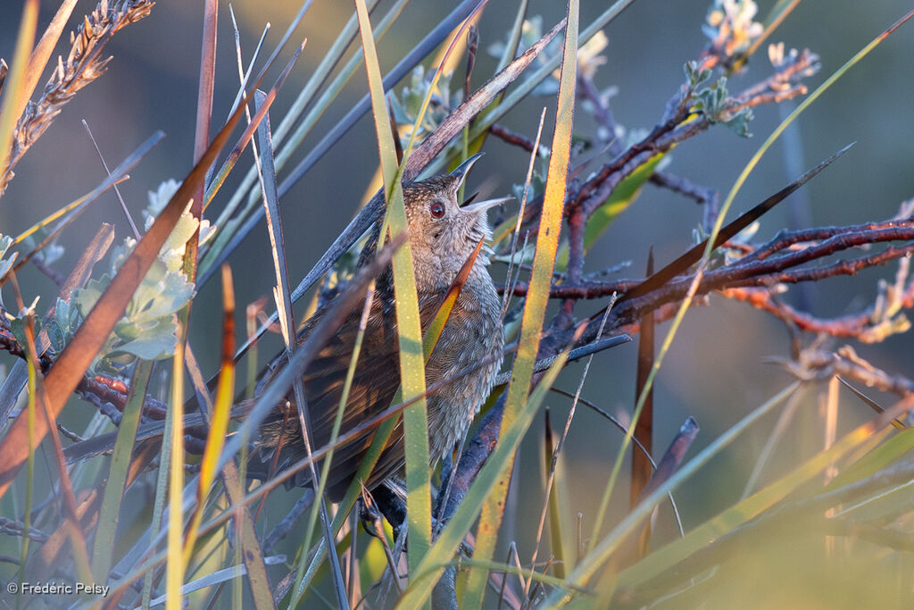 Western Bristlebird