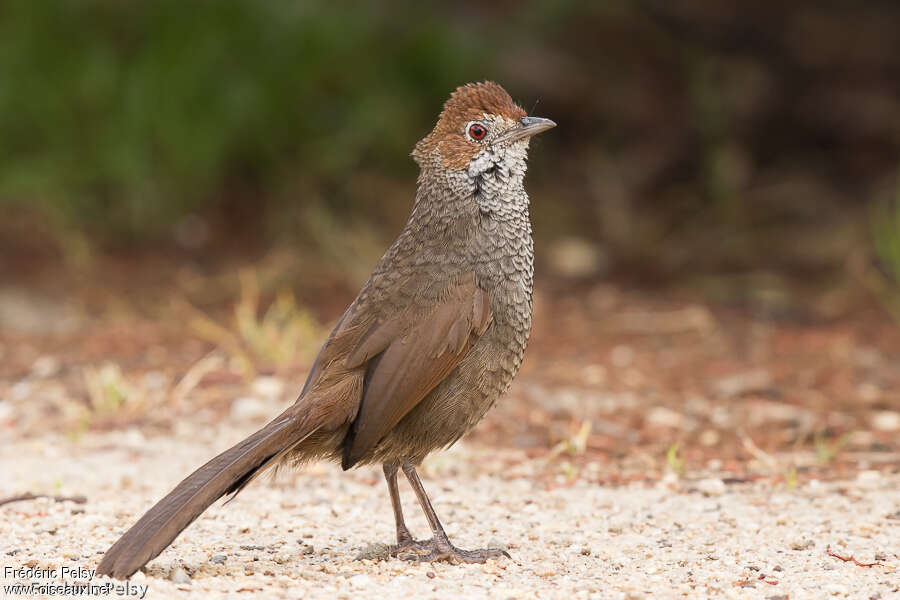 Rufous Bristlebirdadult, identification