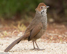 Rufous Bristlebird