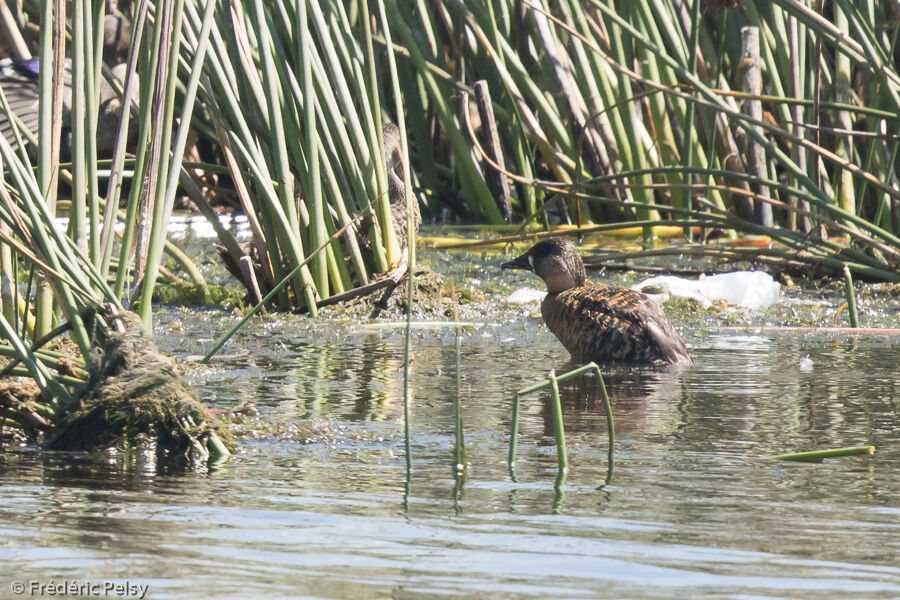 White-backed Duckadult