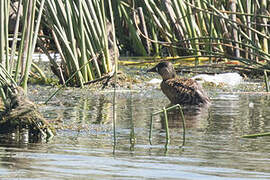 White-backed Duck