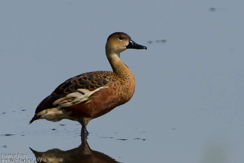 Dendrocygne à lunulesadulte, identification