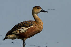 Dendrocygne à lunules