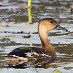Dendrocygne à lunules