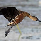 Dendrocygne à lunules