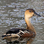 Dendrocygne à lunules