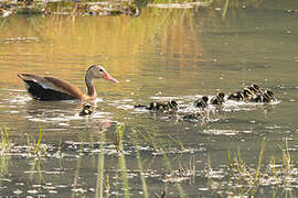 Black-bellied Whistling Duck