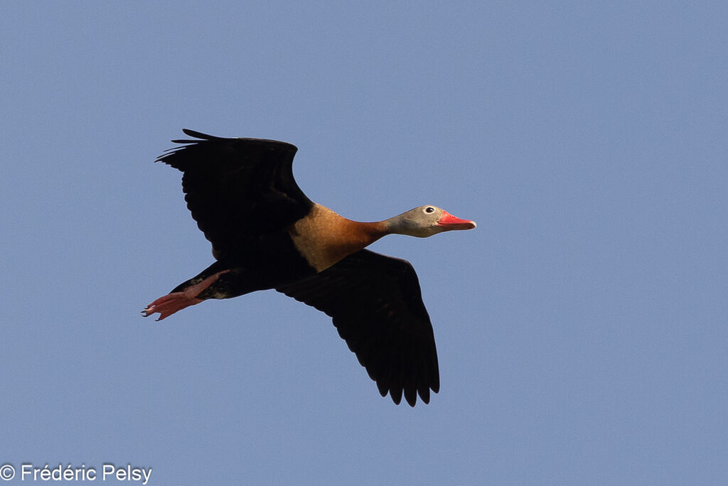 Dendrocygne à ventre noir, Vol