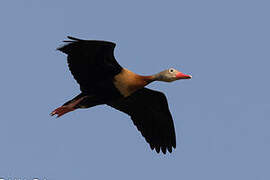 Black-bellied Whistling Duck