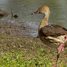 Dendrocygne d'Eyton