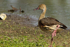 Plumed Whistling Duck