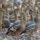 Dendrocygne d'Eyton