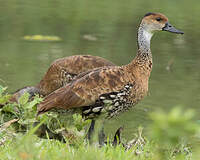 Dendrocygne des Antilles