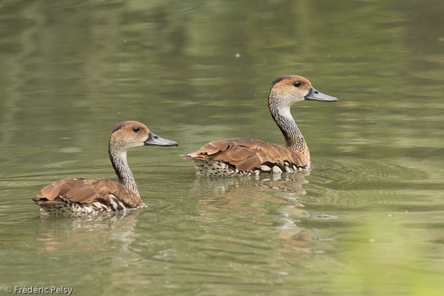 Dendrocygne des Antillesadulte