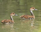 Dendrocygne des Antilles