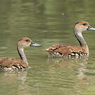Dendrocygne des Antilles