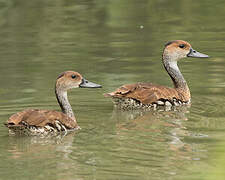 Dendrocygne des Antilles